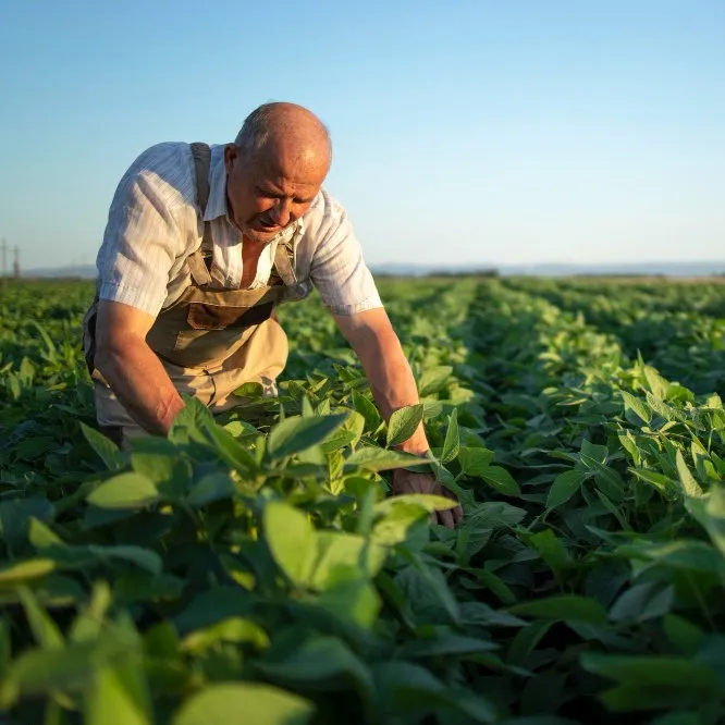 Agricultura