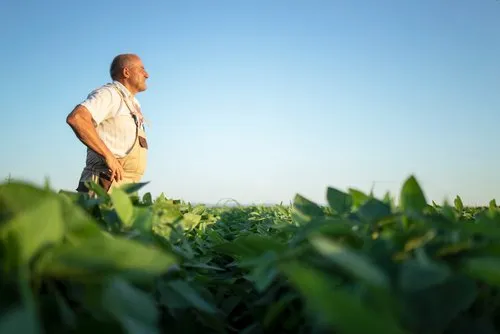 Cultivo agrícola bajo el sol